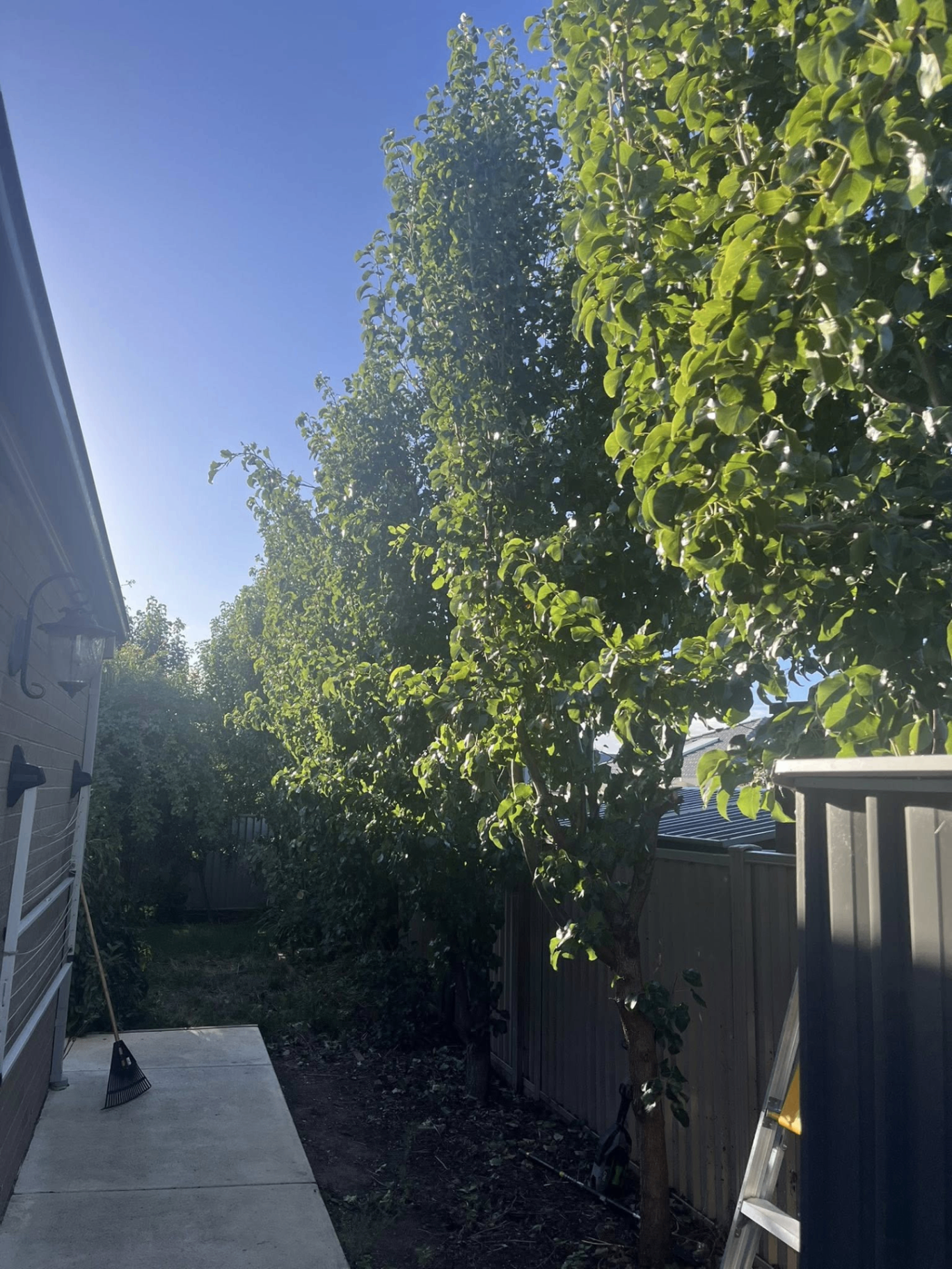 Lush lawn bordered by trees