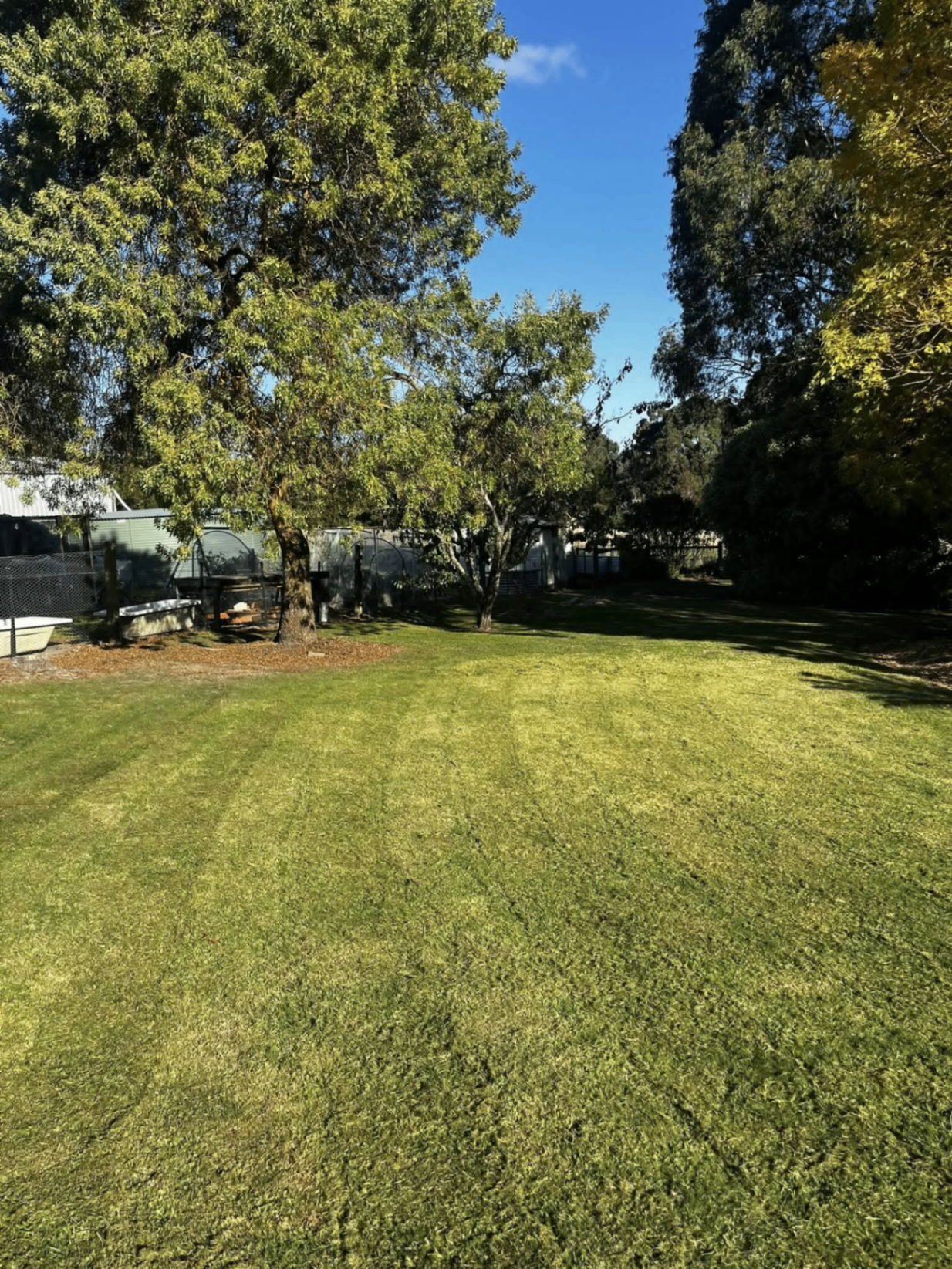 Manicured backyard lawn